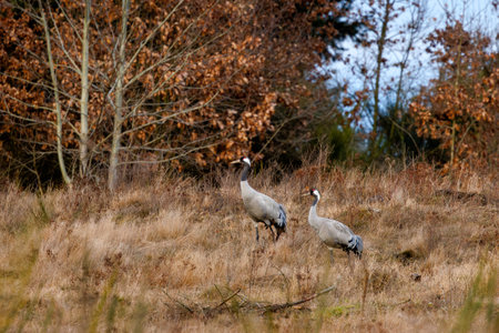 a pair of cranes in early springの写真素材