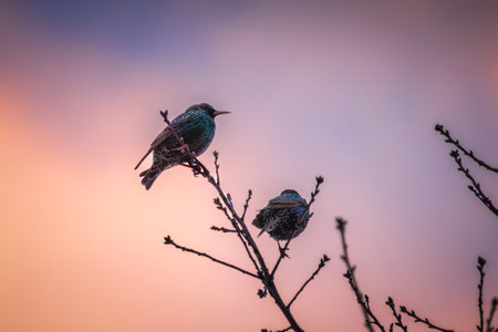 colorful starlings during sunsetの写真素材
