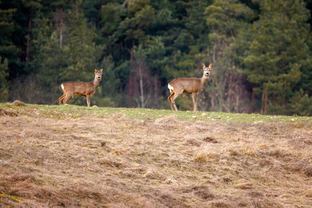 roe deer walking in the fieldの写真素材