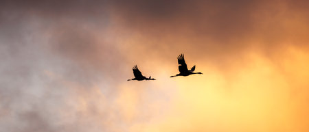 a pair of cranes in early springの写真素材