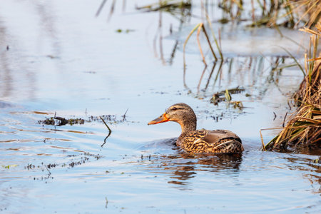 ducks swimming in the pondの写真素材