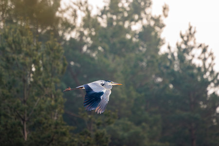 Grey Heron captured in flightの写真素材