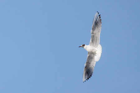 black-headed gull flying in the skyの写真素材