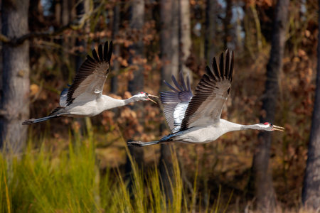 a pair of cranesの写真素材