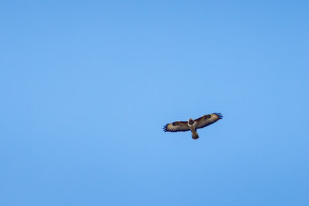a buzzard circling in the skyの写真素材