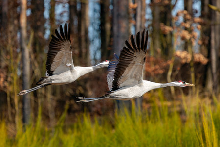 a pair of cranes in a fieldの写真素材
