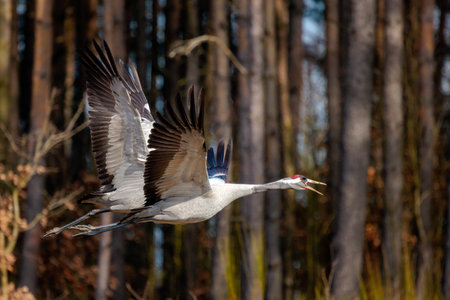 a pair of cranes in a fieldの写真素材