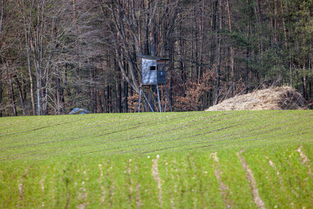 stand on the edge of the forest and fieldの写真素材