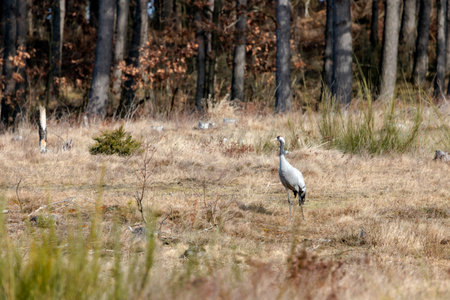 a pair of cranes in a fieldの写真素材