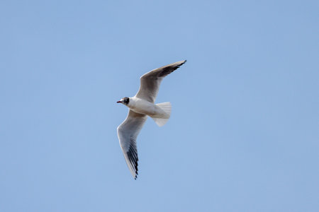 black-headed gull flying in the skyの写真素材