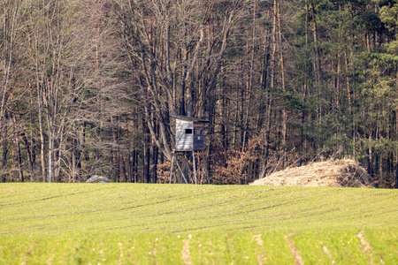 stand on the edge of the forest and fieldの写真素材