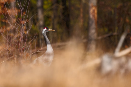 a pair of cranes in a fieldの写真素材