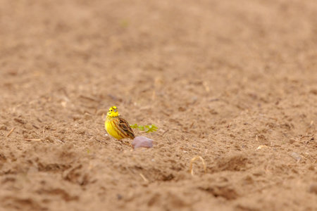 A yellowhammer searching for food in a fieldの写真素材