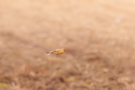 Yellowhammer caught in mid-flightの写真素材