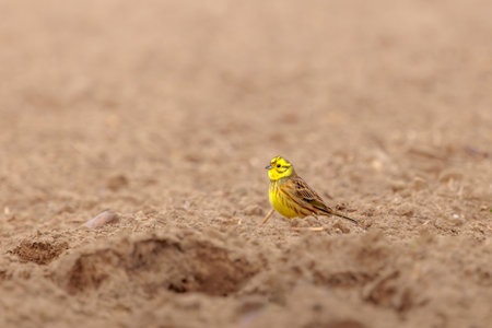 A yellowhammer searching for food in a fieldの写真素材