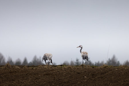 cranes are looking for food in the fieldの写真素材