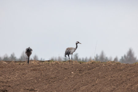 cranes are looking for food in the fieldの写真素材
