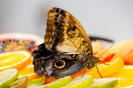 colorful butterflies in the butterfly houseの写真素材