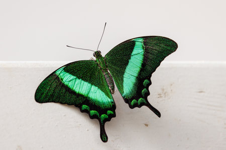 colorful butterflies in the butterfly houseの写真素材