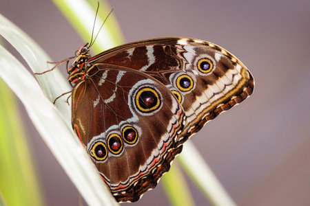 colorful butterflies in the butterfly houseの写真素材