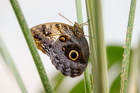 colorful butterflies in the butterfly houseの写真素材