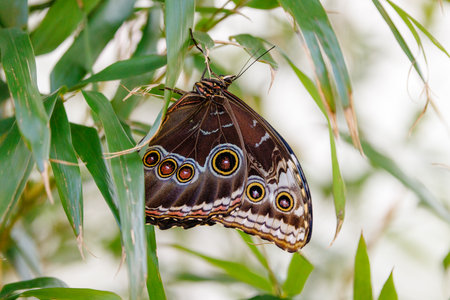 colorful butterflies in the butterfly houseの写真素材