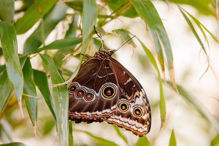 colorful butterflies in the butterfly houseの写真素材