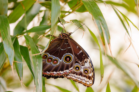 colorful butterflies in the butterfly houseの写真素材