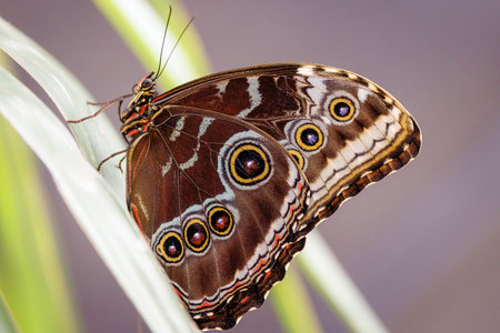 colorful butterflies in the butterfly houseの写真素材