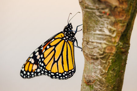 colorful butterflies in the butterfly houseの写真素材