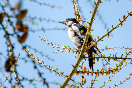 Greater woodpecker eating young leaves of larchの写真素材