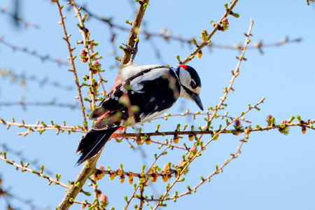 Woodpecker eating young leaves of larchの写真素材