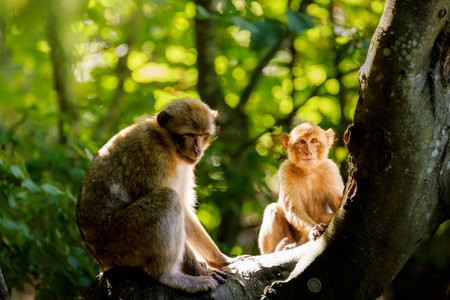 Barbary macaque family in natural forest habitatの写真素材