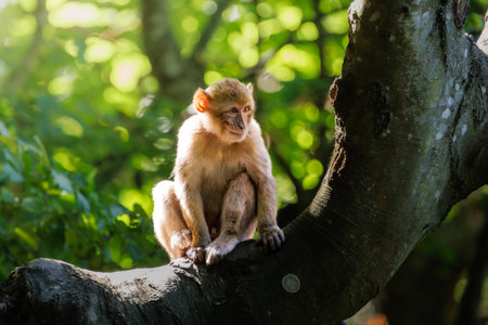 Barbary macaque family in natural forest habitatの写真素材