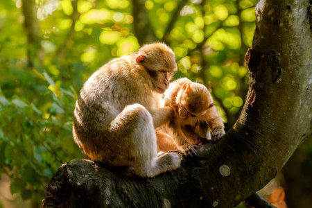 Barbary macaque family in natural forest habitatの写真素材