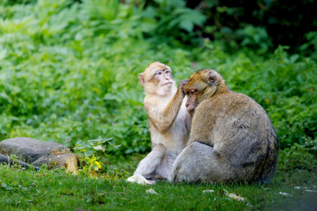 Barbary macaque family in natural forest habitatの写真素材