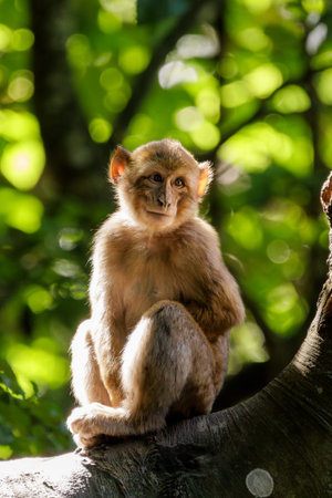 Barbary macaque family in natural forest habitatの写真素材