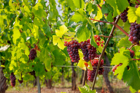 Scenic vineyard landscape in Alsace, France