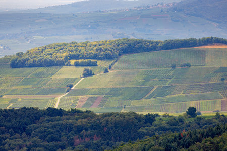 Landscape of Langhe (Piedmont, Italy) at summer