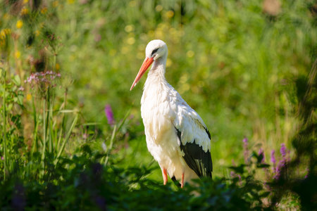 White Stork Standing in Green Habitat