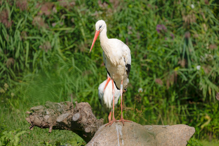 White Stork in Green Habitat