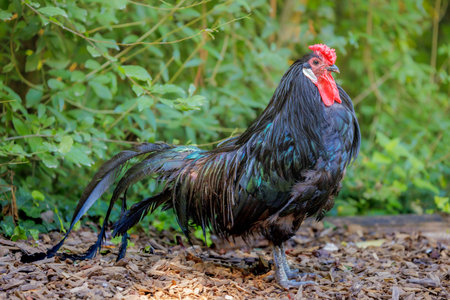 Ayam Cemani Rooster with Iridescent Plumage