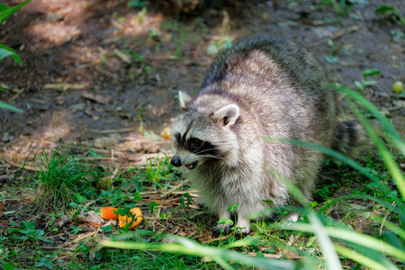 Raccoon Standing on Forest Ground