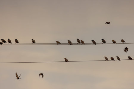 Starlings Perched on High Voltage Lines