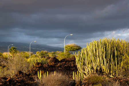 The street lights view with the various plants landscape, canaty island spurge,  Tenerife, Canary islands, Spain - Imageの写真素材