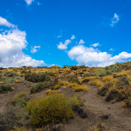 Tenerife landscape with the plants and blue sky, Canary islands, Spain - Imageの写真素材