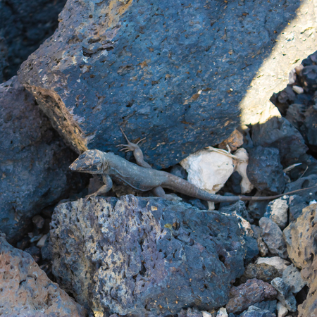 Lizard (Gallotia galloti galloti) moving between the volcanic stones, Canary Islands, Tenerife, Spain - Imageの写真素材