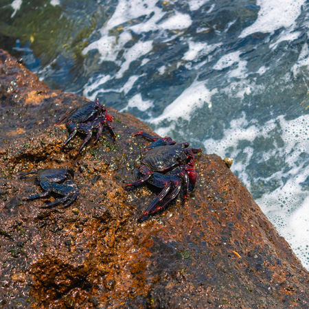 Three red rock crabs (grapsus adscensionis) sitting on the rock near the ocean - Imageの写真素材