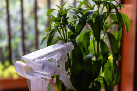 Closeup of pulverizer standing near stevia plant - Imageの写真素材