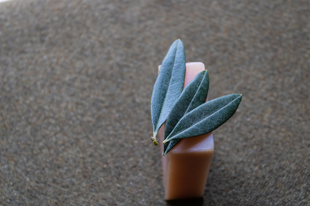 Handmade olive soap with the leaves of olive tree on the top - Imageの写真素材